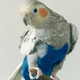Illustration for article titled FlighSuit Bird Diaper Prevents Fecal Fallout